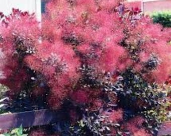 Royal Purple Smokebush Tree ( cotinus ) - Live Plant - Quart Pot