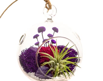 Air Plant Terrarium with Moss, Flowers and Purple Agate / Purple Passion