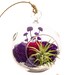 Air Plant Terrarium with Moss, Flowers and Purple Agate / Purple Passion