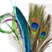 16pcs - Peacock Combination Set, millinery, crafter, starter, feather samples, peacock eyes and swords