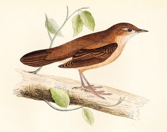 Savi's Warbler . ORIGINAL PRINT . antique bird plate woodblock . vol III . dated 1853 old vintage