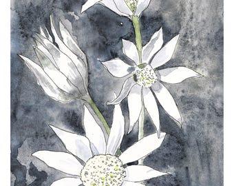 Flannel flowers art, native flower print, native flora art, nature wall art, botanical art print, Australian flora art, botanical wall art