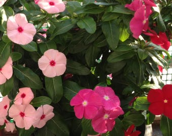 Vinca Periwinkle Mix Flower fresh seeds from Europe 0.20gr