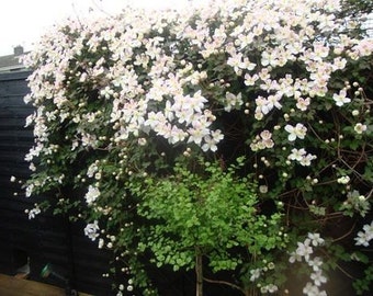 7 Queen of the Vine Seeds-1190