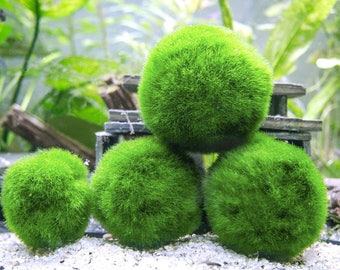 Marimo Moss Balls - Indoor Plants for Terrarium Containers / Glass Jar Aquarium Display Kits - Mix Packs of Natural Home Decor Centerpieces