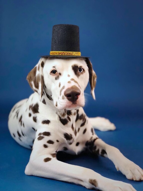 Dog Top Hat and Bow Tie || Dog Gift || Pet Birthday Party Outfit || Pet Puppy Cat Kitten || Kitty Pig Birthday Crown |