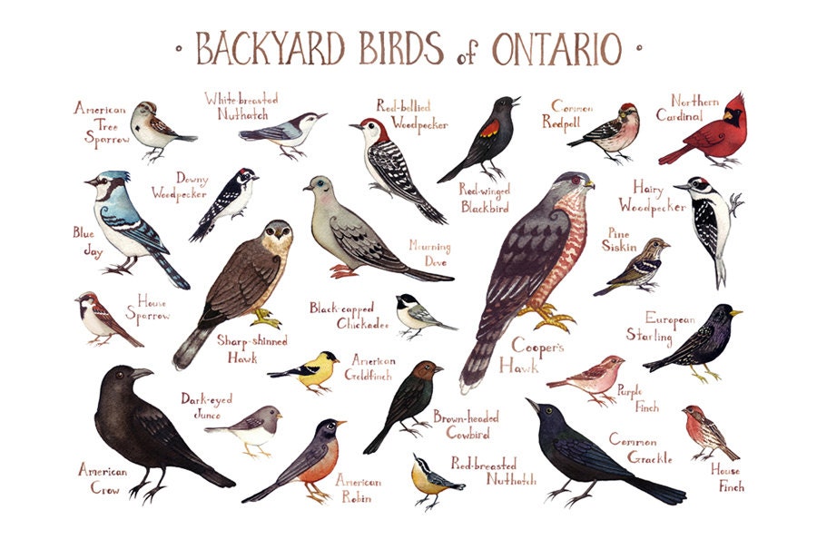 Ontario Backyard Birds Field Guide Art Print / Watercolor