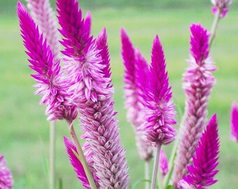 ACEF) FLAMINGO PURPLE Celosia~Seed!~~~~~~~Lavender Paintbrushes!!!