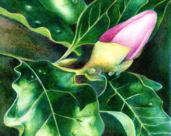 Blossom - Magnolia