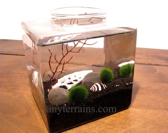 Mother's Day Gift Marimo Terrarium Kit, Glass Cube Vase, Japanese Marimo Moss Ball Terrarium Kit, 23 Colors, Gift Wrap, Card, Fast Shipping