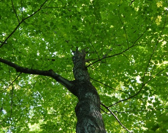 Photograph of tree. Summer and tree. Fine art photography.