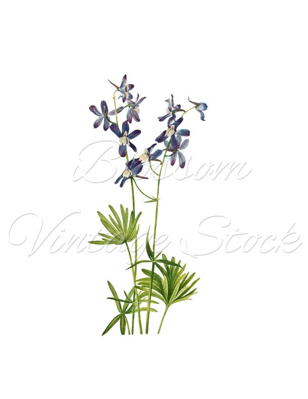 Blue Floral Clipart Blue Flower Botanical Digital Image