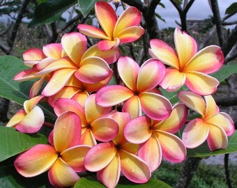 One Rare PLUMERIA Cuttings 8 to 11 inches long! Yellow, peach and pink flowers. Huge curling flowers exotic scent!