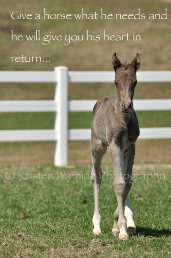 Foal Picture Inspirational Quotes Horses Foals