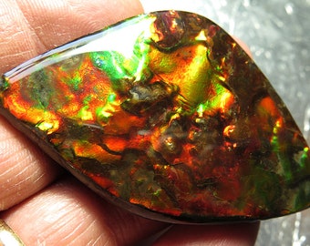 A large 2.75 inch tip to tip Wildly colorful Ammolite. Mined from the City of Lethbridge, Alberta, Canada