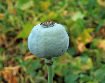 Poppy Seeds, Papaver Somniferum, Unwashed, All Natural, 1 ounce (60,000 seeds)