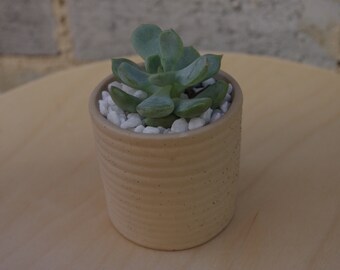 Jardinière en céramique & succulente