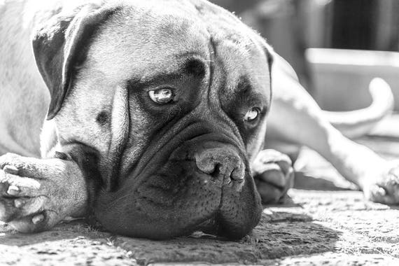 BULLMASTIFF DOG. Dog Portrait, Dog Print, Black and White Print, Bullmastiff Print, Limited Edition Print, Cute Dog.