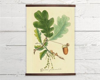 acorn print etsy oak tree size chart