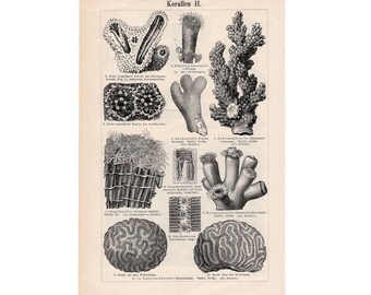 1894 CORAL original antique sea ocean life lithograph print