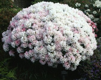 20 Rhododendron yakushimanum makiyak