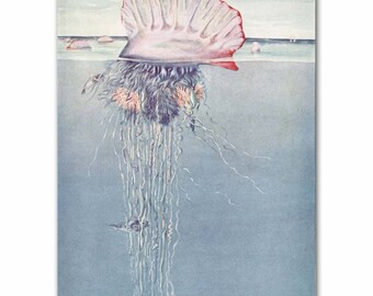 Jellyfish Art, Jellyfish Print, 1930s Ocean Art --- "Portuguese Man-of-War" No. 310