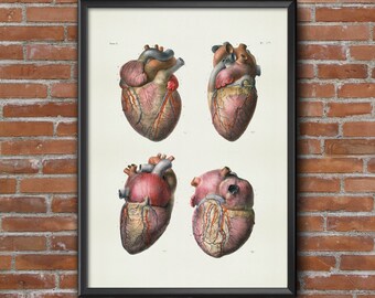 Old vintage Illustrations of Anatomy-medical Anatomy-heart Prints
