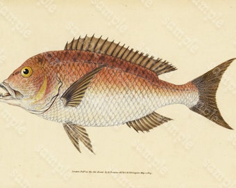 Original Antique Natural History Fish engraving Edwards DONAVON Natural history - Four Toothed Sparus fish