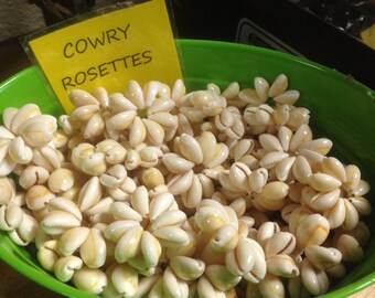 100 cowry rosettes