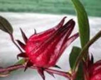 Roselle Hibiscus Organic Seed Caffeine Free Tea Jamacian Sorrel Culinary Herbal Naturally Dried Red Herbal Tea Grow Your Own Untreated Seed