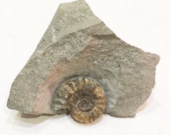 Fossil Ammonite from Dorset