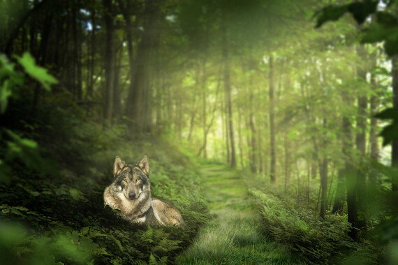 the forest background