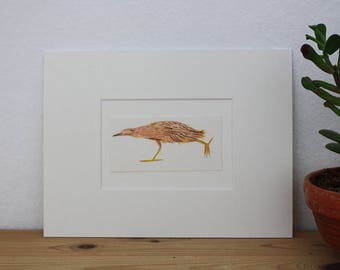Original illustration "Bittern" - gouache