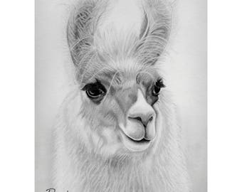 Llama 5x7 Print from Pencil Drawing