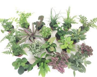 2" Mini Fairy Garden & Terrarium Plants Assorted Varieties (Pack of 2 Plants) 2" Pots