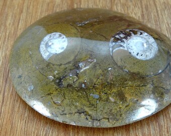 Ammonite Paperweight.