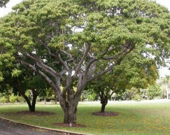 100 Sandbox Tree Seeds, Hura crepitans