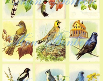 Vintage Birds Collage Sheet Atc sized 2.5 x 3.5 No. 1101 - DIY Printable - INSTANT DOWNLOAD