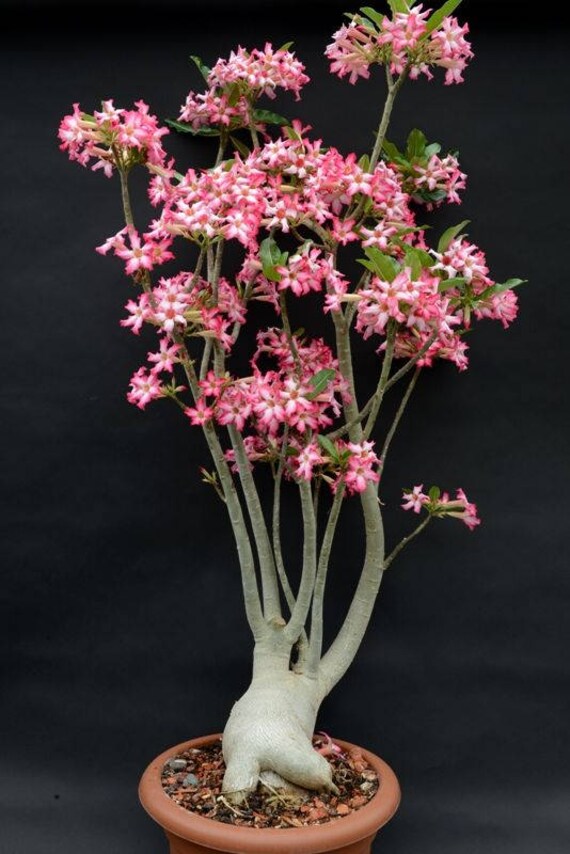  Adenium somalense Desert Rose 5 seeds