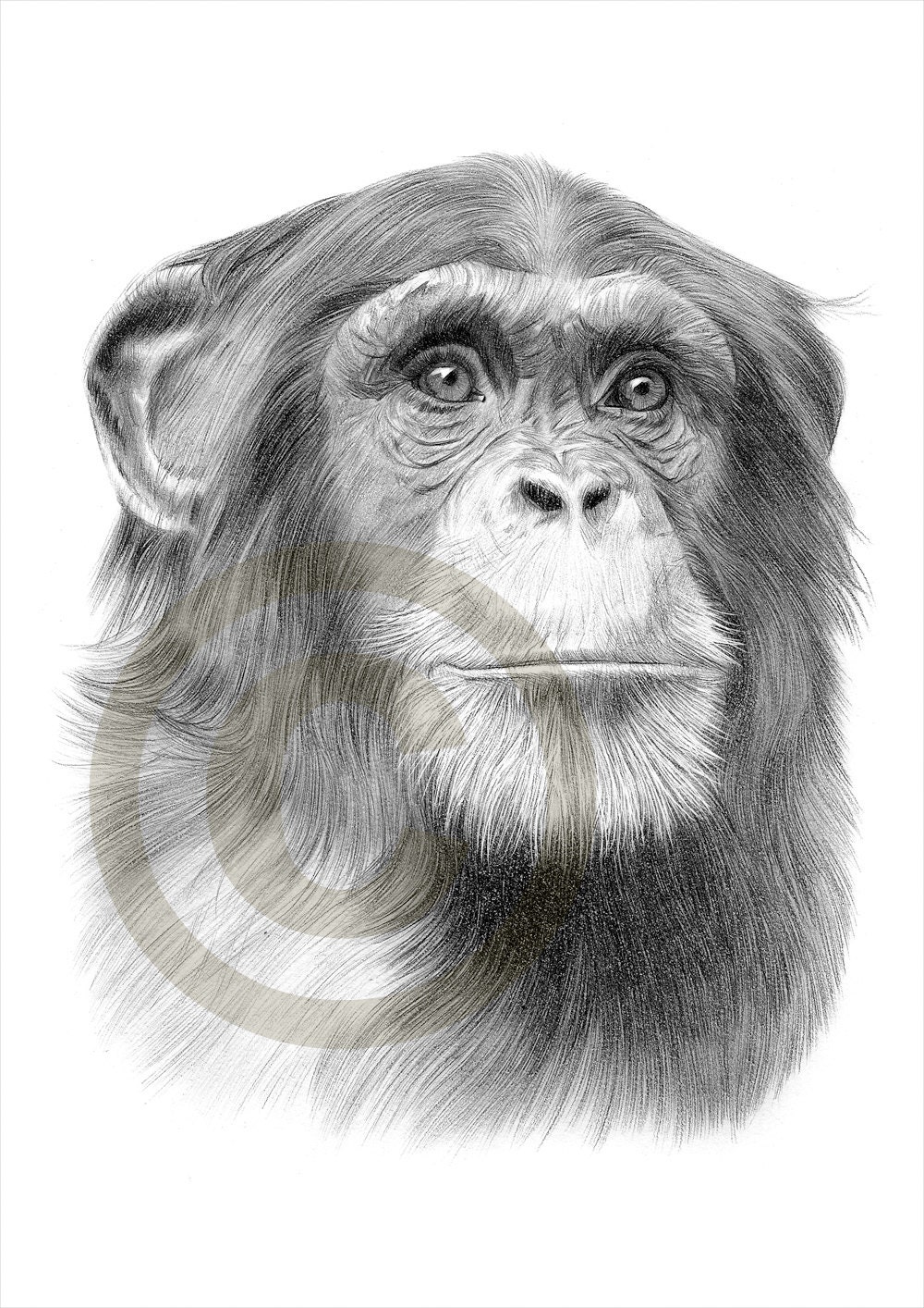 chimpanzee hand drawing