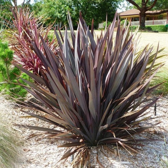 Phormium Purpureum Ornamental Grass Seeds New Zealand Flax