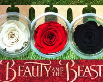 21 Forever Eternal Live Rose Color Choices for Your Beauty and The Beast Rose Pots