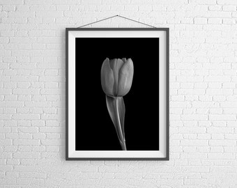 Fine Art Photography Print - Flower, Nature, Studio - Black and White Tulip