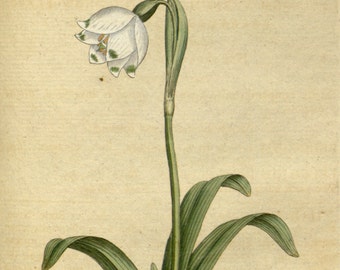 Botanic illustration, Print set botanical, Botanical poster, 46