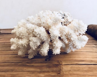 Coral vintage - Curiosity Cabinet