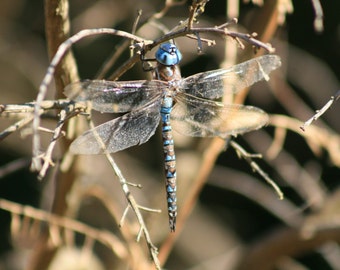 Sapphire Dragonfly - 5x7 Fine Art Photograph