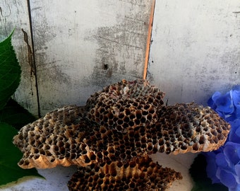 Wasp Nest, Large Wasp Nests,Natural Nest,Nests, Real Wasp Nest