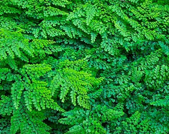 Adiantum venustum Himalayan Maidenhair Fern