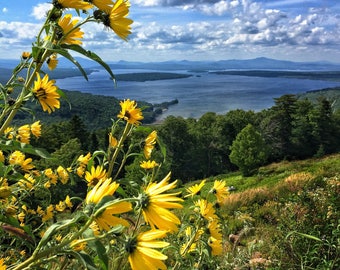 Height of Land Wildflowers - Rangeley, Maine - Photography