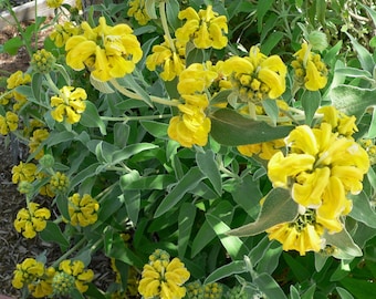 Jerusalem Sage - Organically grown - seed packet - 30+ seeds